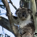 blowin in the wind by koalagardens