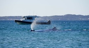 11th Dec 2023 - I've Always Wanted To See A Sperm Whale......PC113411