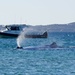 I've Always Wanted To See A Sperm Whale......PC113411 by merrelyn