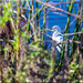 The Great Egret by 365projectorgchristine