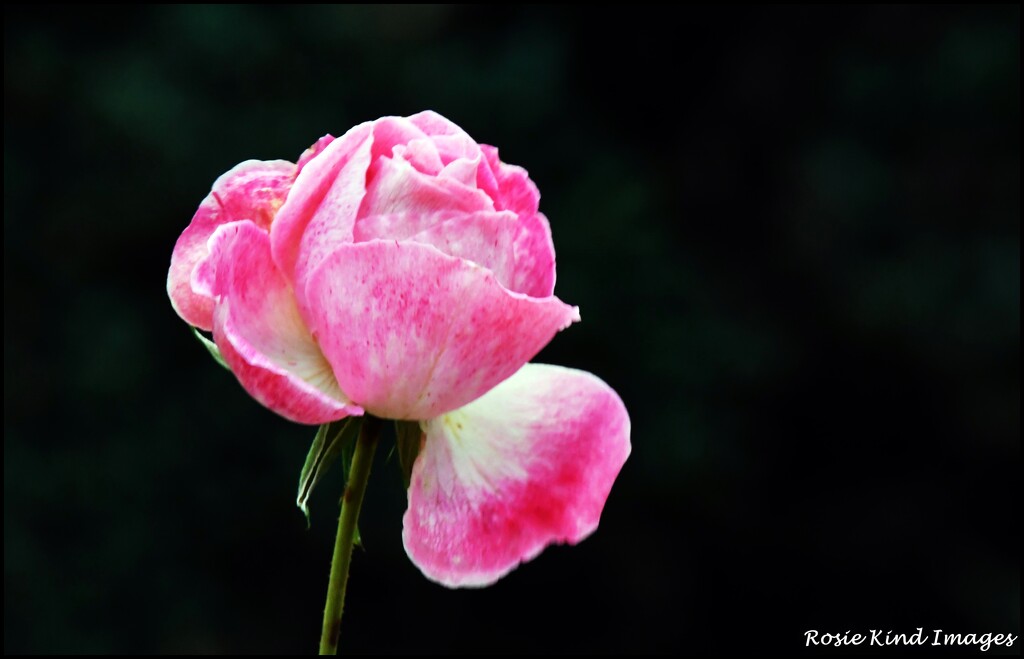 Still a rose in the garden by rosiekind