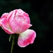 Still a rose in the garden by rosiekind