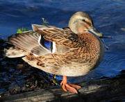 11th Dec 2023 - Mallard Female Duck