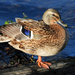 Mallard Female Duck by seattlite