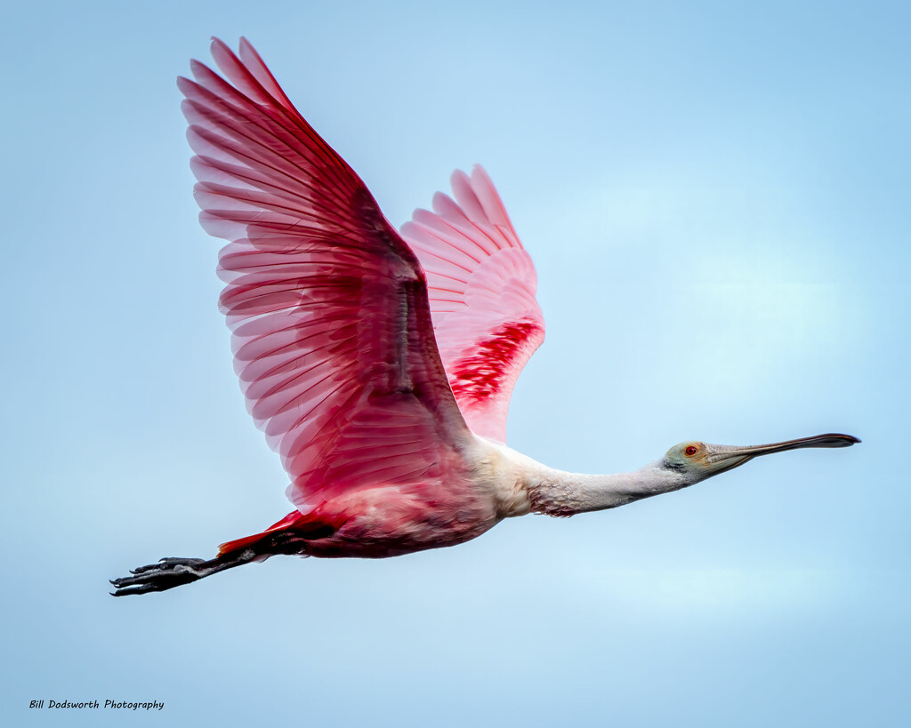 Rosette Spoonbill by photographycrazy