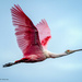 Rosette Spoonbill by photographycrazy