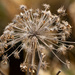 Daucus by lifeat60degrees