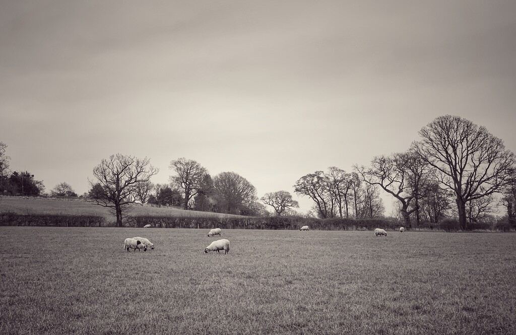 Sheep grazing…..a spotty one! by happypat