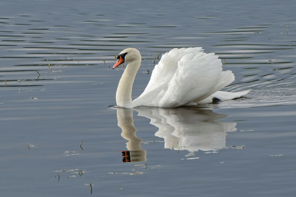 Swan by cherylrose