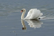 10th Dec 2023 - Swan