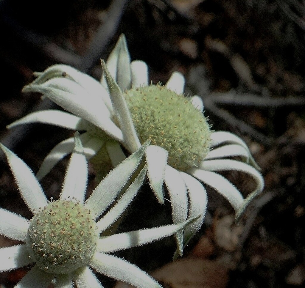 Revamped Flannel Flowers... by robz