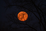 29th Nov 2023 - Moon Tree