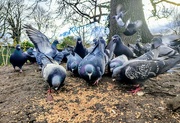 11th Dec 2023 - Feeding time in the park 