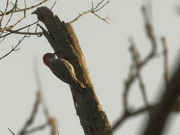 11th Dec 2023 - red-bellied woodpecker