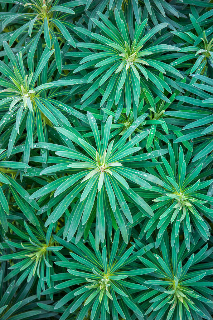 Euphorbia Characias by alexbahizi