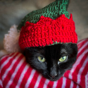 11th Dec 2023 - Cat in a Hat