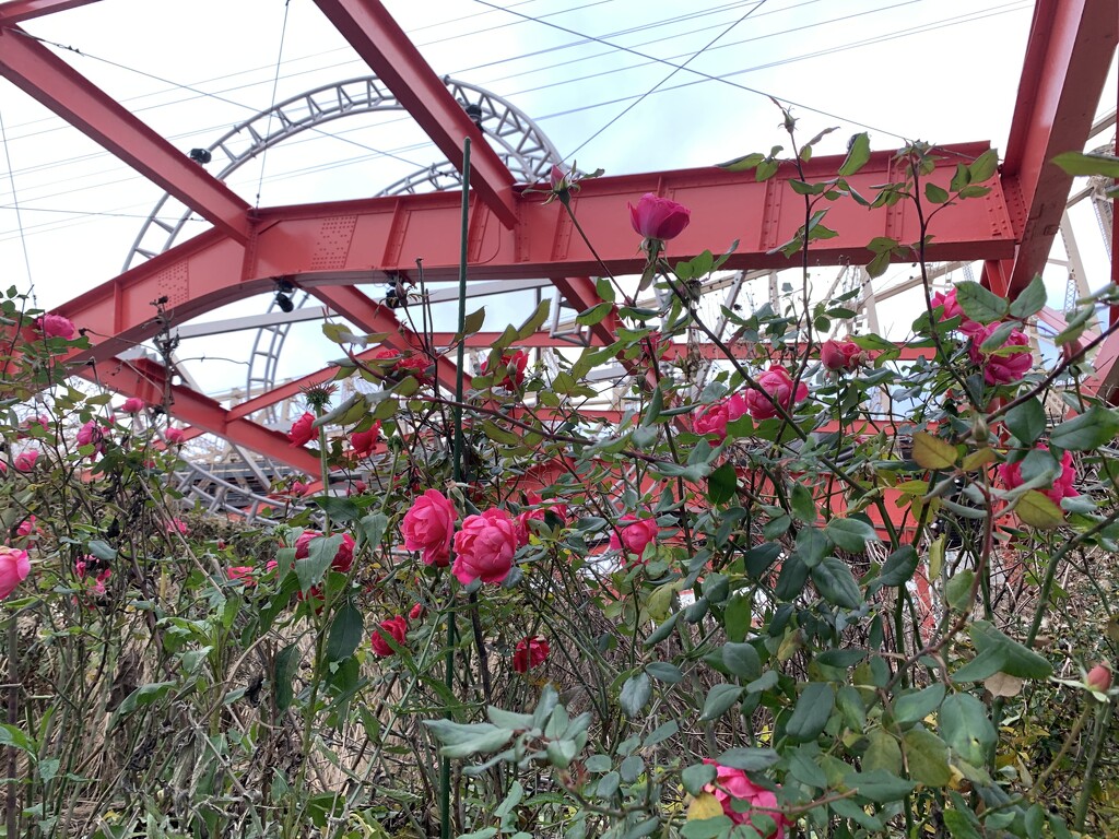 Roses and roller coasters by blackmutts