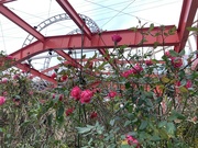11th Dec 2023 - Roses and roller coasters