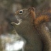 Squirrel by radiogirl
