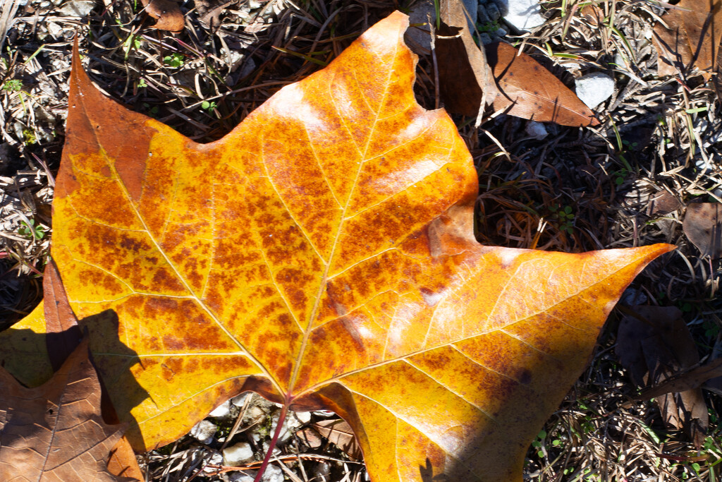Sycamore leaf collection 1... by thewatersphotos