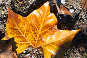 2nd Dec 2023 - Sycamore leaf collection 1...