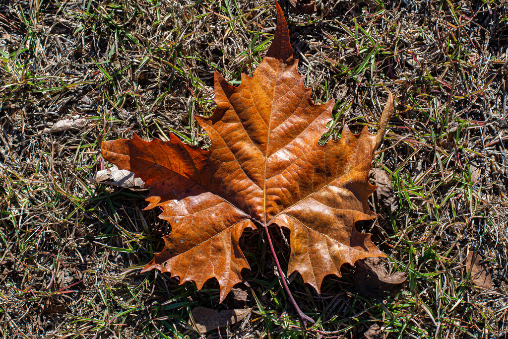 Sycamore leaf collection 2... by thewatersphotos