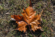 3rd Dec 2023 - Sycamore leaf collection 2...