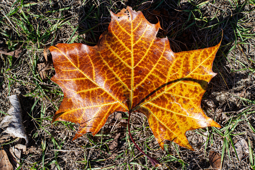 Sycamore leaf collection 3... by thewatersphotos
