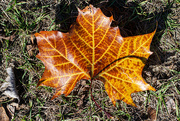 4th Dec 2023 - Sycamore leaf collection 3...