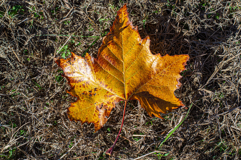 Sycamore leaf collection 4... by thewatersphotos