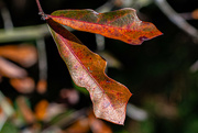 7th Dec 2023 - Textured Oak leaves...