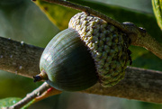 10th Dec 2023 - Close up of Live Oak acorn...
