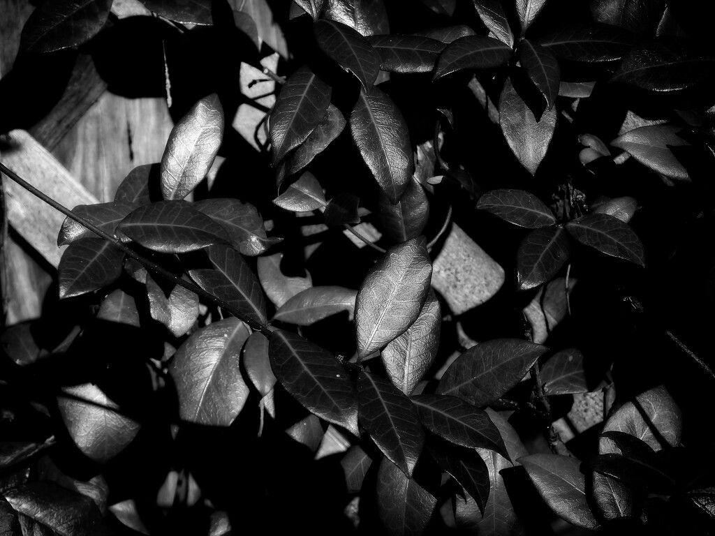 Dark shapes catching the light... by marlboromaam