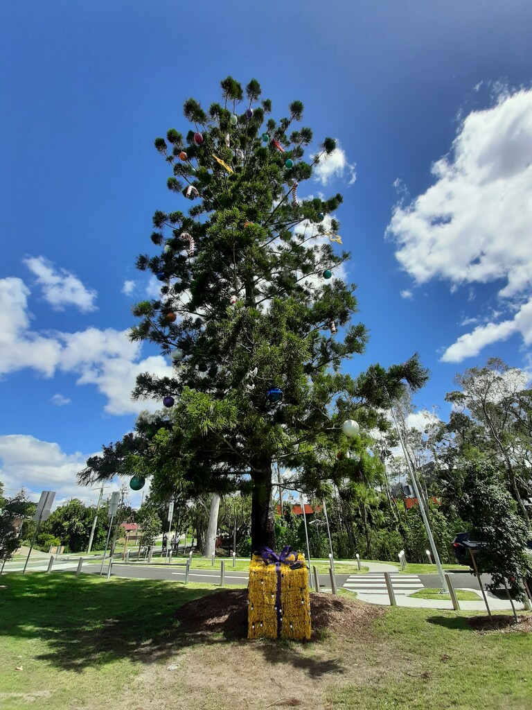 Springwood Park Christmas Tree  by mozette