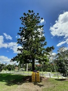 12th Dec 2023 - Springwood Park Christmas Tree 