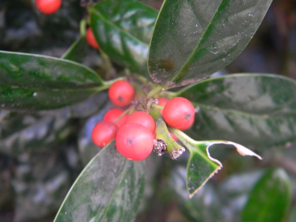 Holly Berries  by sfeldphotos