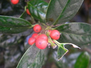 11th Dec 2023 - Holly Berries 