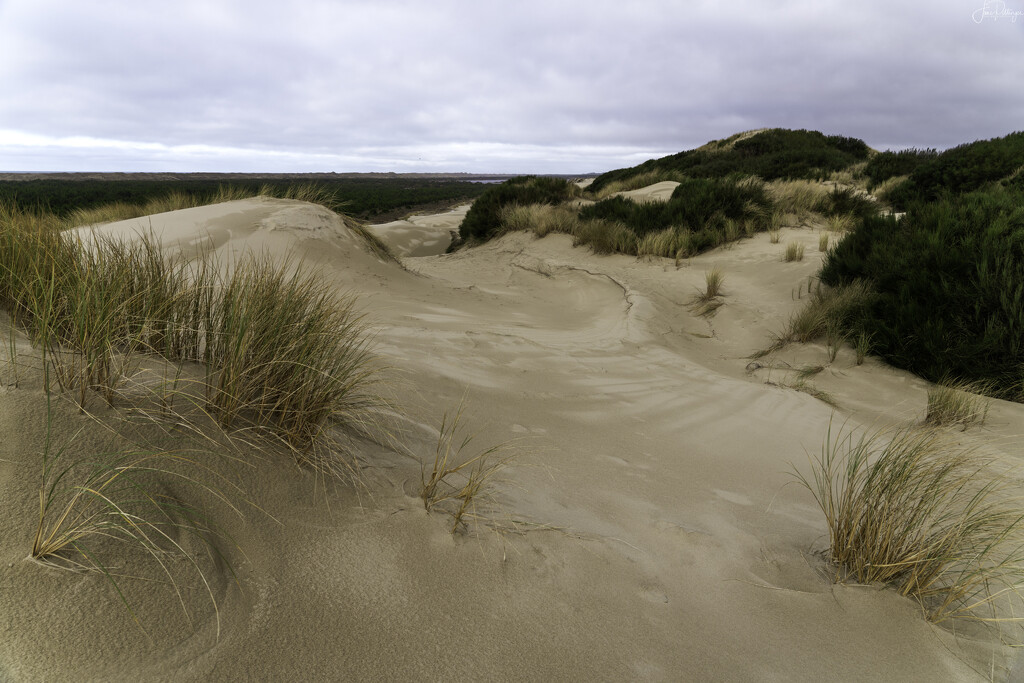 Dunes on South Jetty Trail by jgpittenger