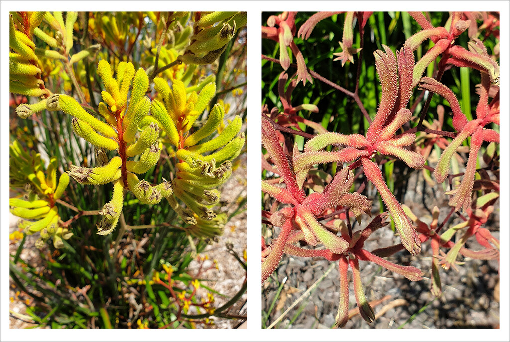 Red and Yellow Kangaroo Paws by onewing