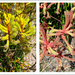 Red and Yellow Kangaroo Paws by onewing