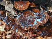 11th Dec 2023 - Snow-dusted fungi