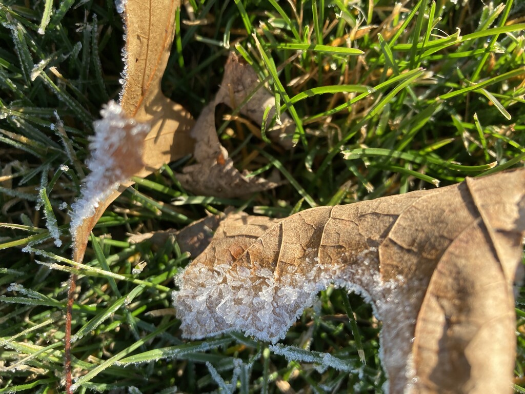 Frosty morn by illinilass