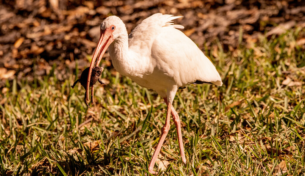 White Ibis With a Snack! by rickster549