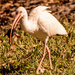 White Ibis With a Snack! by rickster549