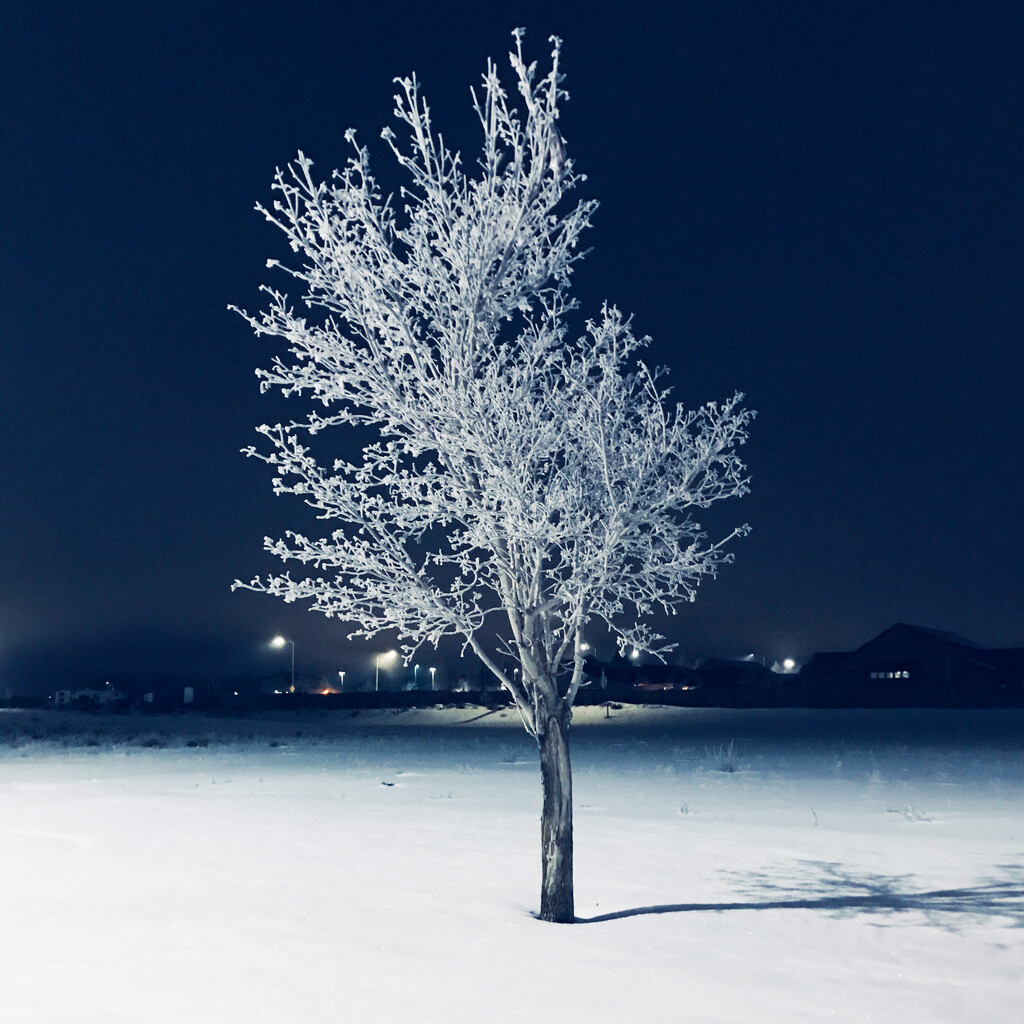 Solitary Frosted Tree by tapucc10