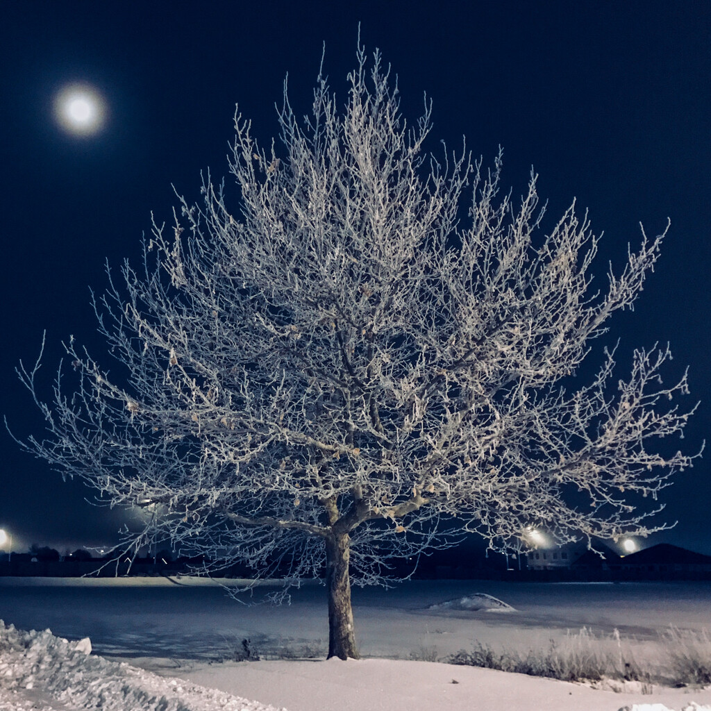Frosted Tree in Moonlight by tapucc10