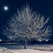 9th Dec 2023 - Frosted Tree in Moonlight