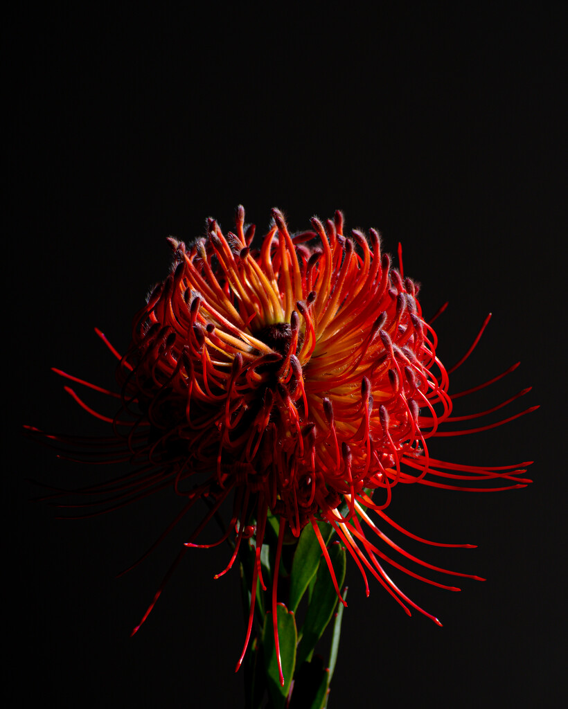 Red Protea. by nannasgotitgoingon
