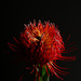 Red Protea. by nannasgotitgoingon