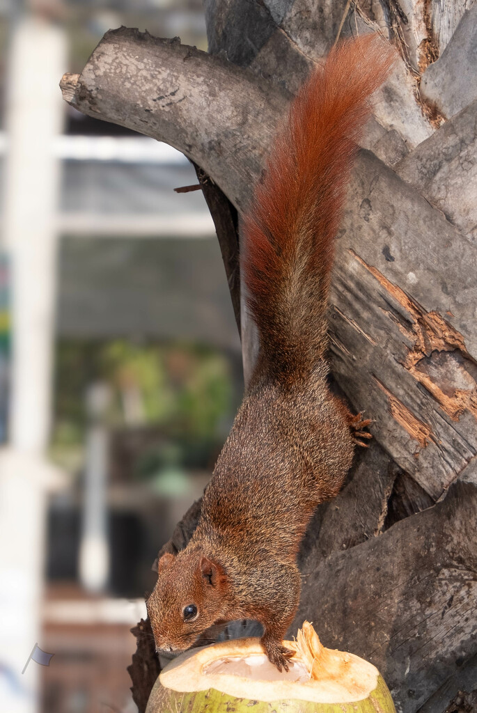 Red Squirrel - Jomtien Beach Road by lumpiniman
